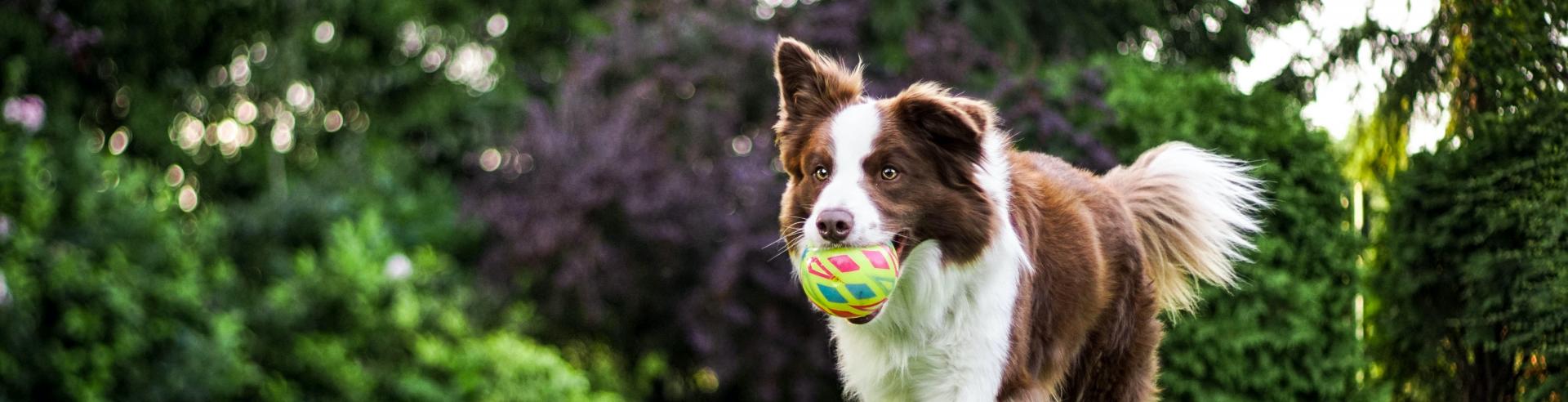 Penticton sales spca dogs